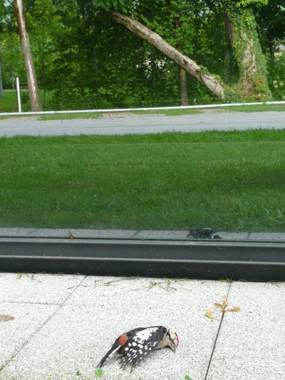 Buntspecht © LUA Salzburg Mag. Sabine Werner – Buntspecht © LUA Salzburg Mag. Sabine Werner