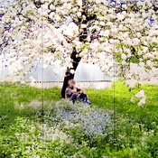 Cornelius Kolig, Apfelblüte