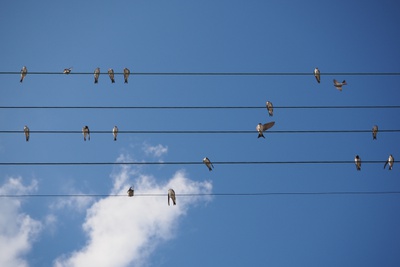 ORTE_tiere_brauchen_haeuser